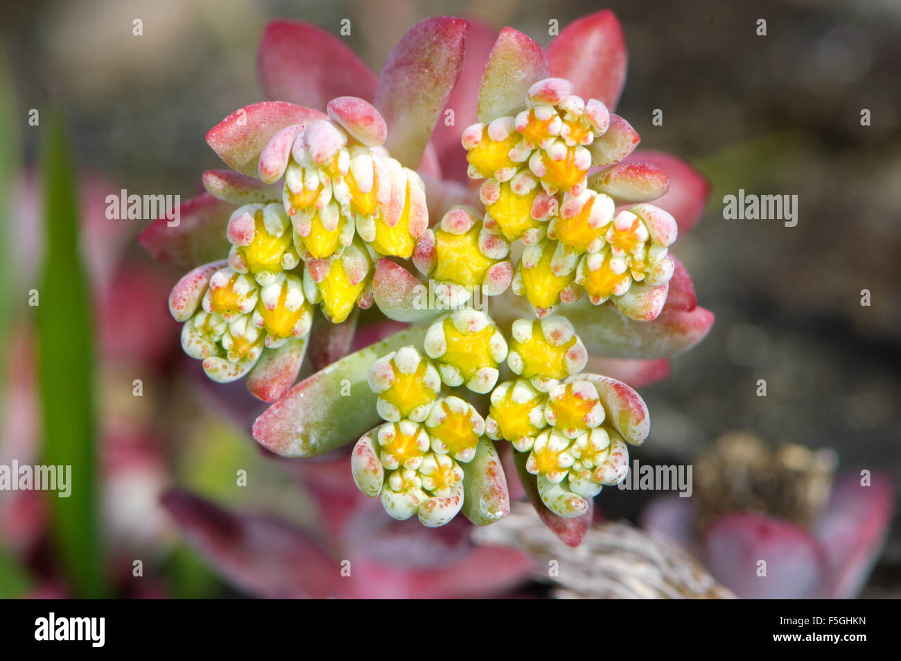 Stonecrop latifoglie - Cape Blanco (sedum spathulifolium), Drumbeg Parco Provinciale, Gabriola , British Columbia, Canada Foto Stock