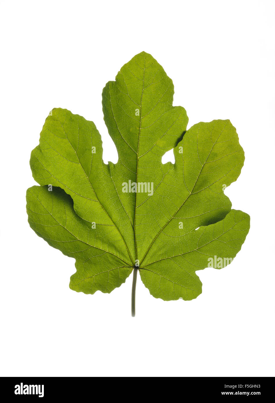 Singola foglia di fico isolato su bianco. Foto Stock