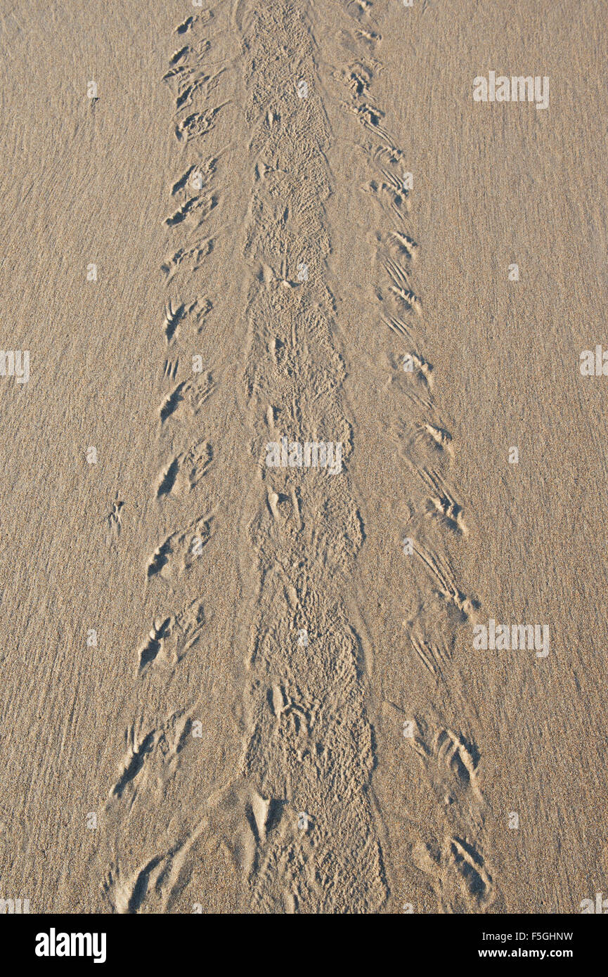 Tracce di tenuta su una spiaggia. Regno Unito Foto Stock