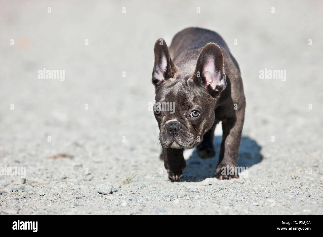 Bulldog francese, cucciolo, blu, Austria Foto Stock