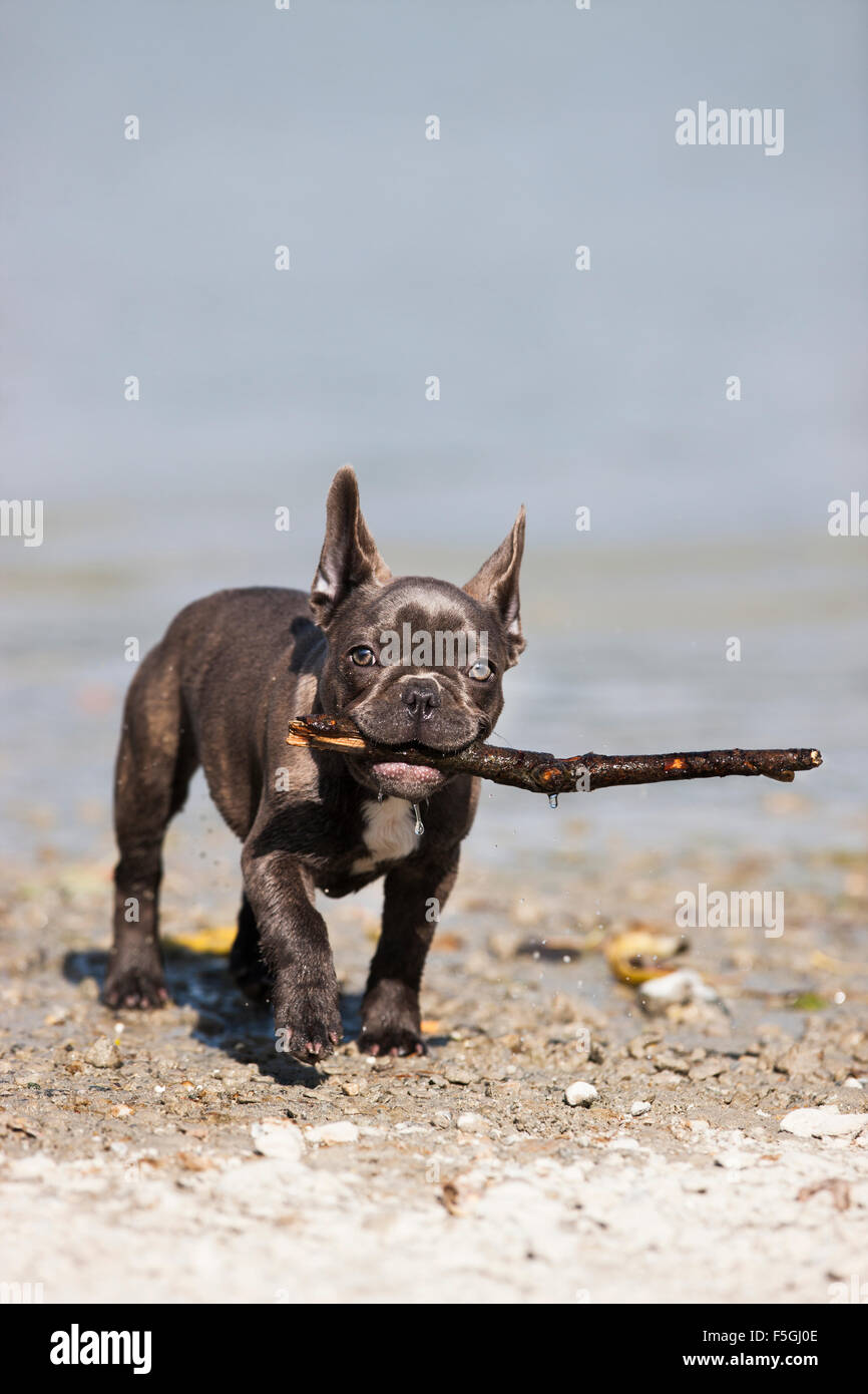 Bulldog francese, cucciolo, blu, tenendo stick, Austria Foto Stock