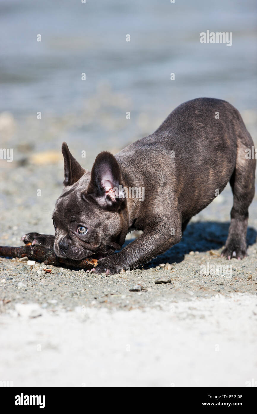 Bulldog francese, cucciolo, blu, tenendo stick, Austria Foto Stock