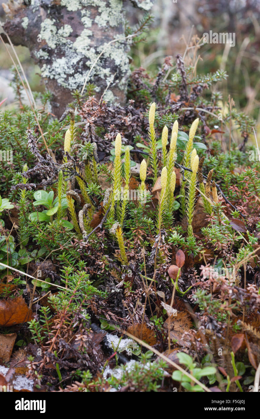 Clubmoss rigide, a Kilpisjärvi Foto Stock