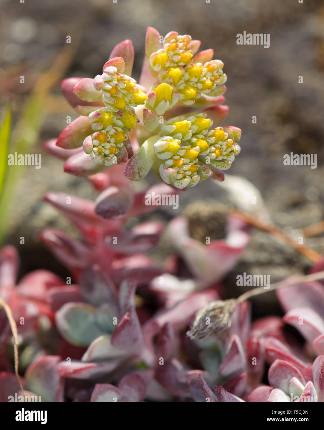 Stonecrop latifoglie - Cape Blanco (sedum spathulifolium),Drumbeg Parco Provinciale, Gabriola , British Columbia, Canada Foto Stock