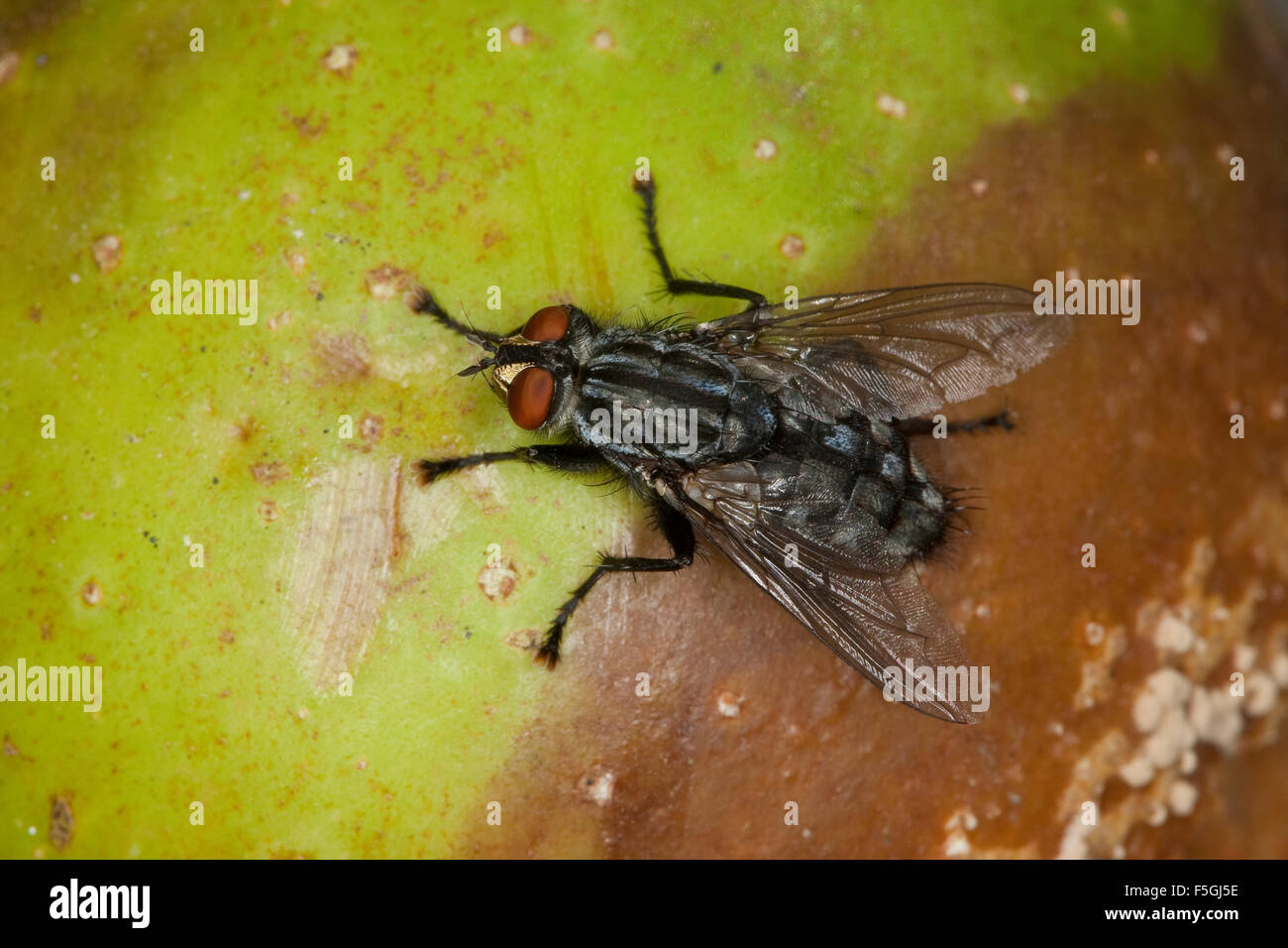 Volare, Fleshfly, carne-fly, Fleischfliege, Fleisch-Fliege, Sarcophaga cfr carnaria, Sarcophagidae, Fleischfliegen, fleshflies Foto Stock