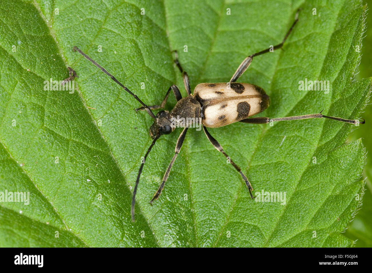 Chiazzato Longhorn Beetle, Gefleckter Blütenbock, Pachytodes cerambyciformis, Judolia cerambyciformis Foto Stock