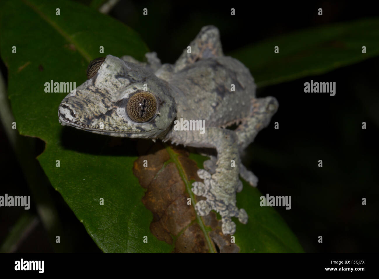 Foglia di muschio-tailed gecko (Uroplatus giganteus), la prole, Marojejy Parco Nazionale di foresta pluviale, a nord-est del Madagascar, Madagascar Foto Stock