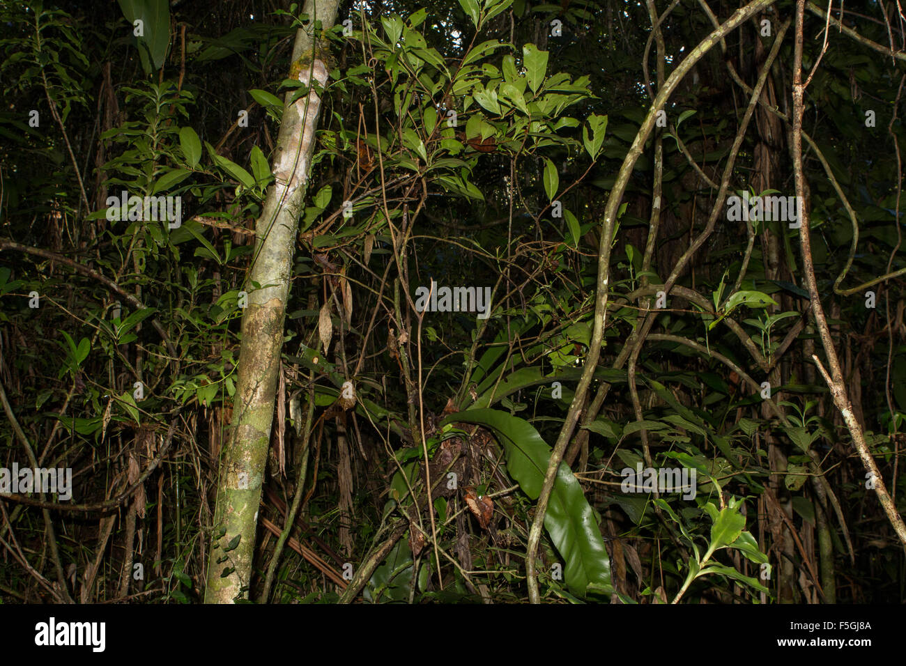 Foglia di muschio-tailed gecko (Uroplatus giganteus), camuffati sul tronco di albero, Marojejy Parco Nazionale di foresta pluviale Foto Stock