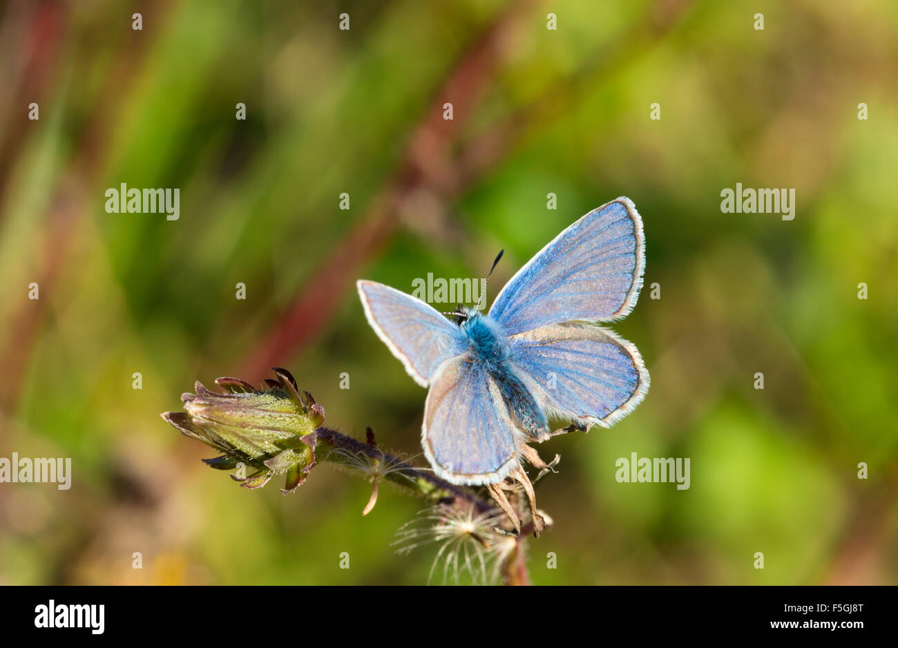 Comune (blu Polyommatus icarus), maschio, forma selvatica, Bassa Sassonia, Germania Foto Stock