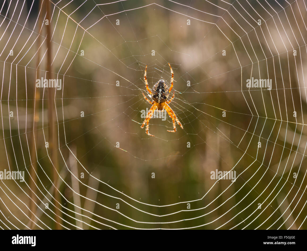Giardino europeo spider (Araneus diadematus), Danimarca Foto Stock