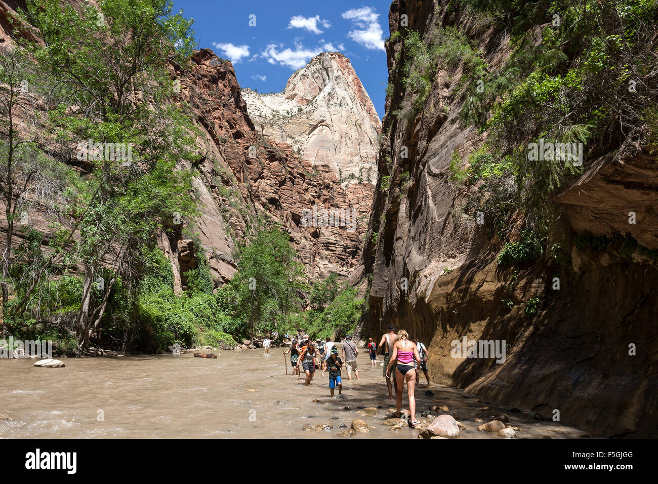 North Fork fiume vergine, gli escursionisti in fiume, si restringe, verticale scogliere di Zion Canyon di sinistra e di destra, Parco Nazionale di Zion Foto Stock