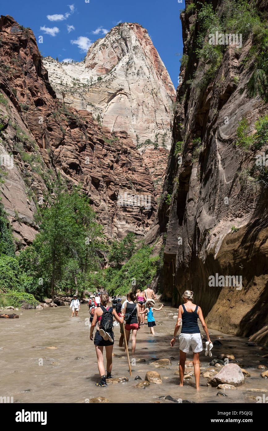 North Fork fiume vergine, gli escursionisti in fiume, si restringe, verticale scogliere di Zion Canyon di sinistra e di destra, Parco Nazionale di Zion Foto Stock