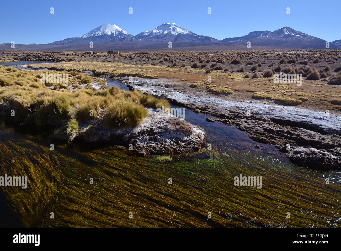 Nevato vulcani pomerape e Parinacota, Sajama Parco Nazionale, il confine tra la Bolivia e il Cile Foto Stock