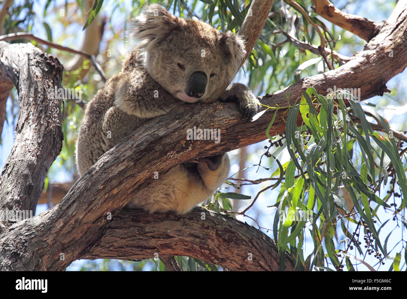 Koala (Phascolarctos cinereus) seduto su un albero di eucalipto su Raymond isola nel Lago di Re, Victoria, Australia. Foto Stock