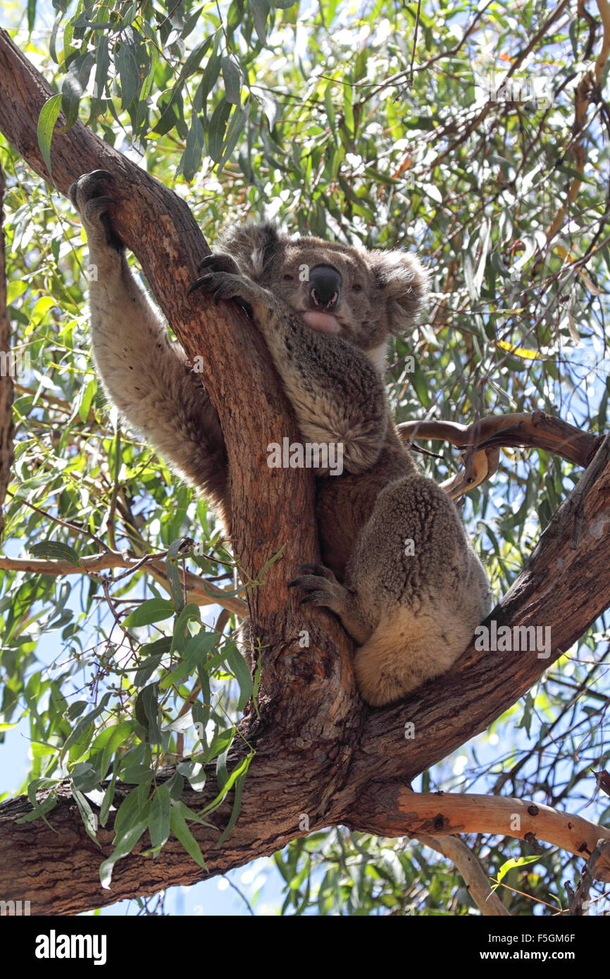 Koala (Phascolarctos cinereus) seduto su un albero di eucalipto su Raymond isola nel Lago di Re, Victoria, Australia. Foto Stock