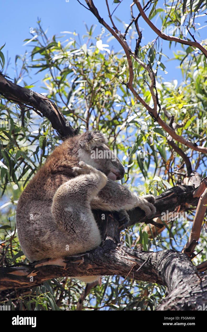 Koala (Phascolarctos cinereus) seduto su un albero di eucalipto su Raymond isola nel Lago di Re, Victoria, Australia. Foto Stock
