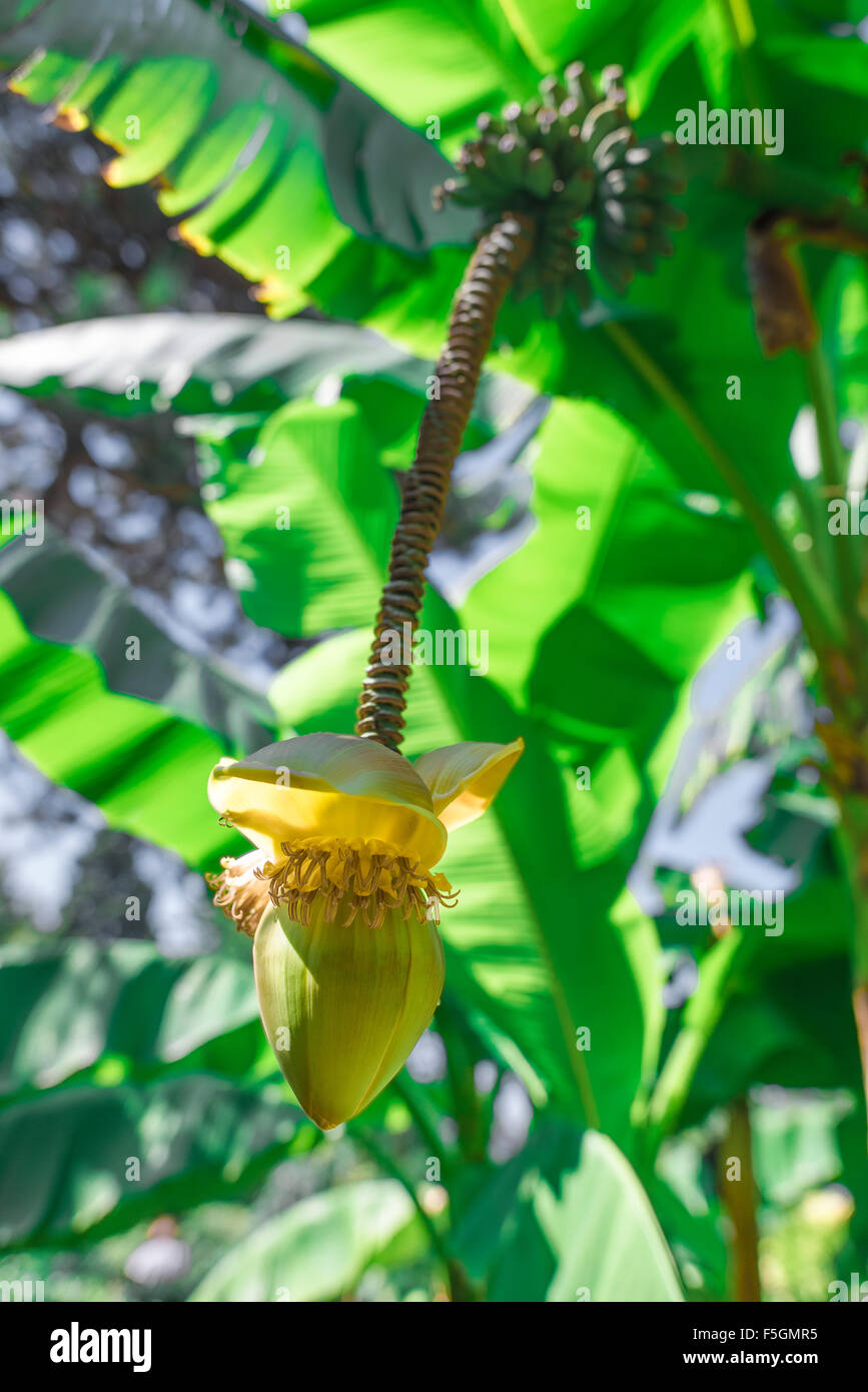 Una fioritura pod su piante di banana nei Giardini Botanici di Trieste, in Italia. Foto Stock