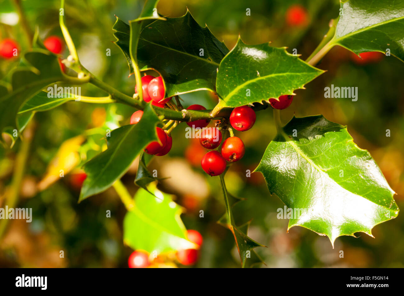 Red holly bacche con foglie verdi. Foto Stock