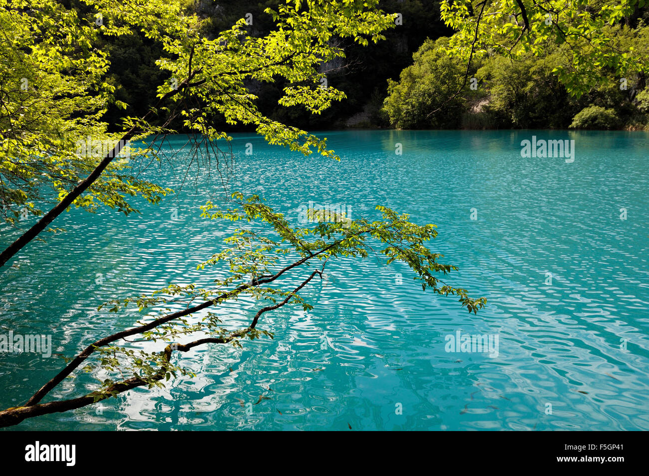 Foglie verdi sopra l'acqua turchese nel Parco Nazionale dei Laghi di Plitvice, laghi inferiori gruppo, Croazia Foto Stock