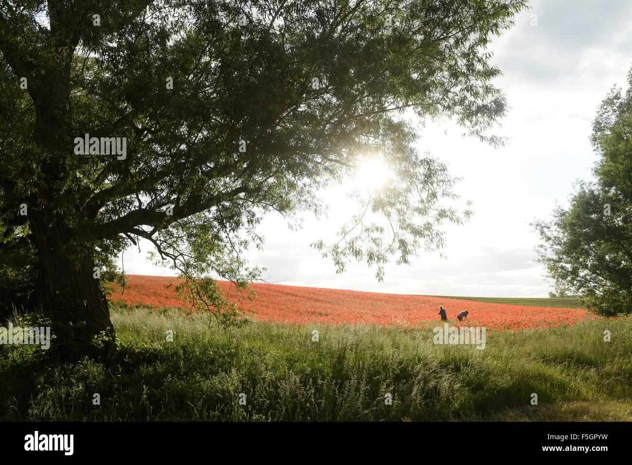 Roidin, Germania, campo di papavero Foto Stock