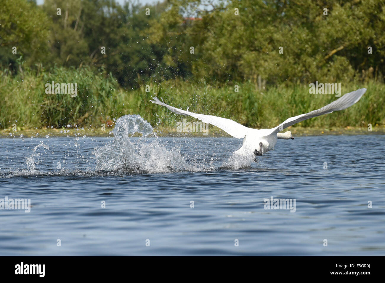 Loitz, Germania, un cigno los vola Foto Stock