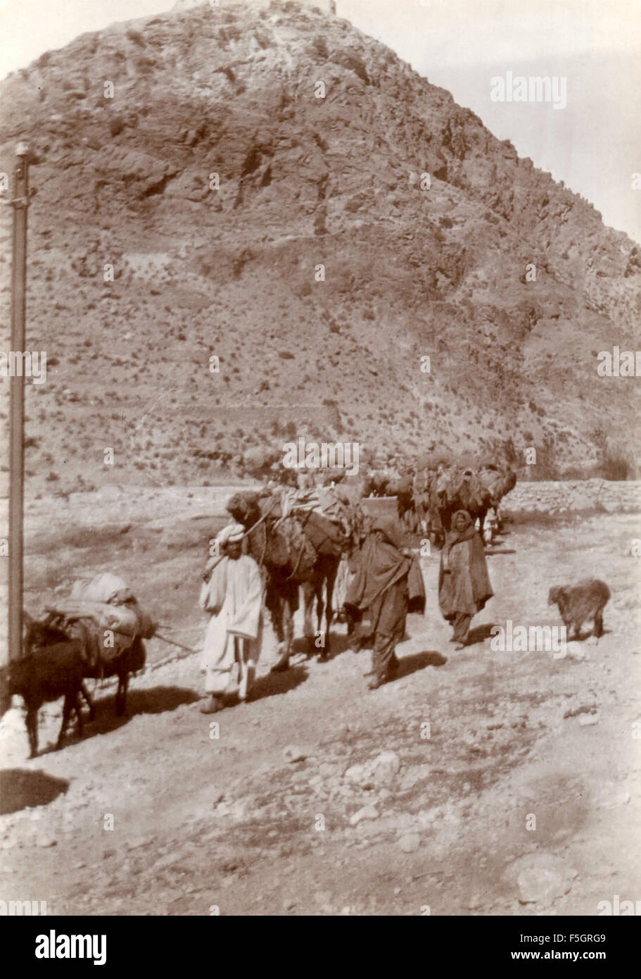 Sulla strada accompagnati da animali, India Foto Stock