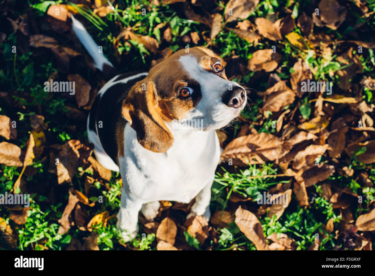 Beagle tricolore dog sitter su giallo caduta foglie e guardando askance alla fotocamera Foto Stock