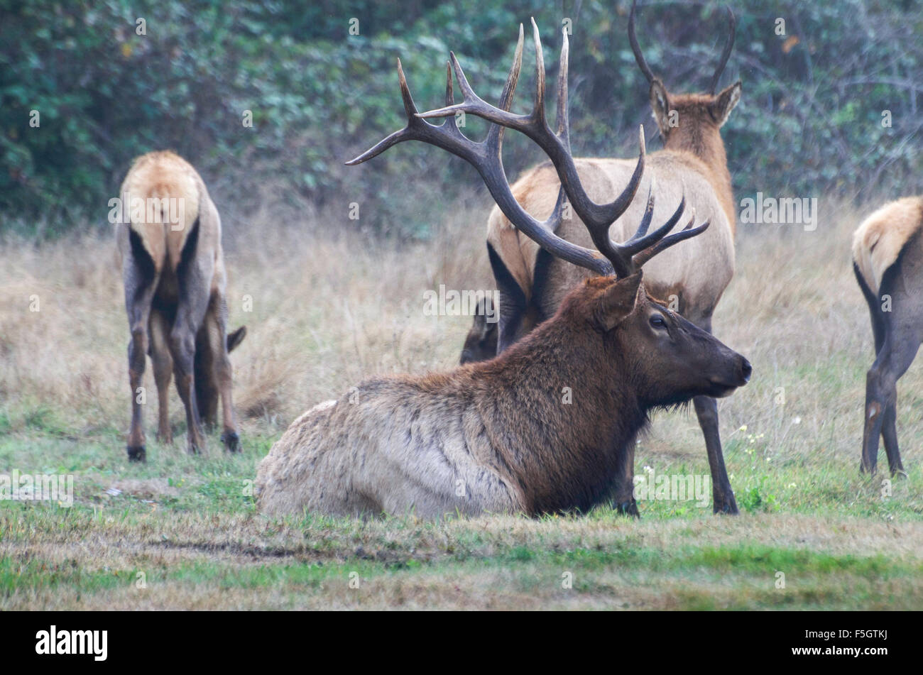 Roosevelt Elk Bull (Cervus canadensis roosevelti) con allevamento di riposo in un prato di Prairie Creek Redwood State Park sulla n Foto Stock