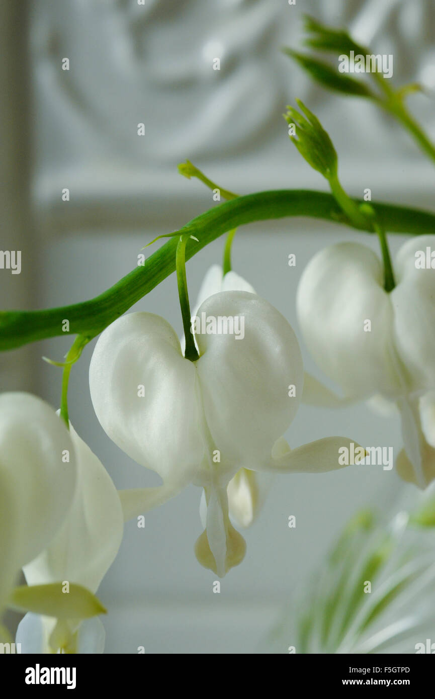 Un sanguinamento bianco Cuore fiore nel vaso. Foto Stock