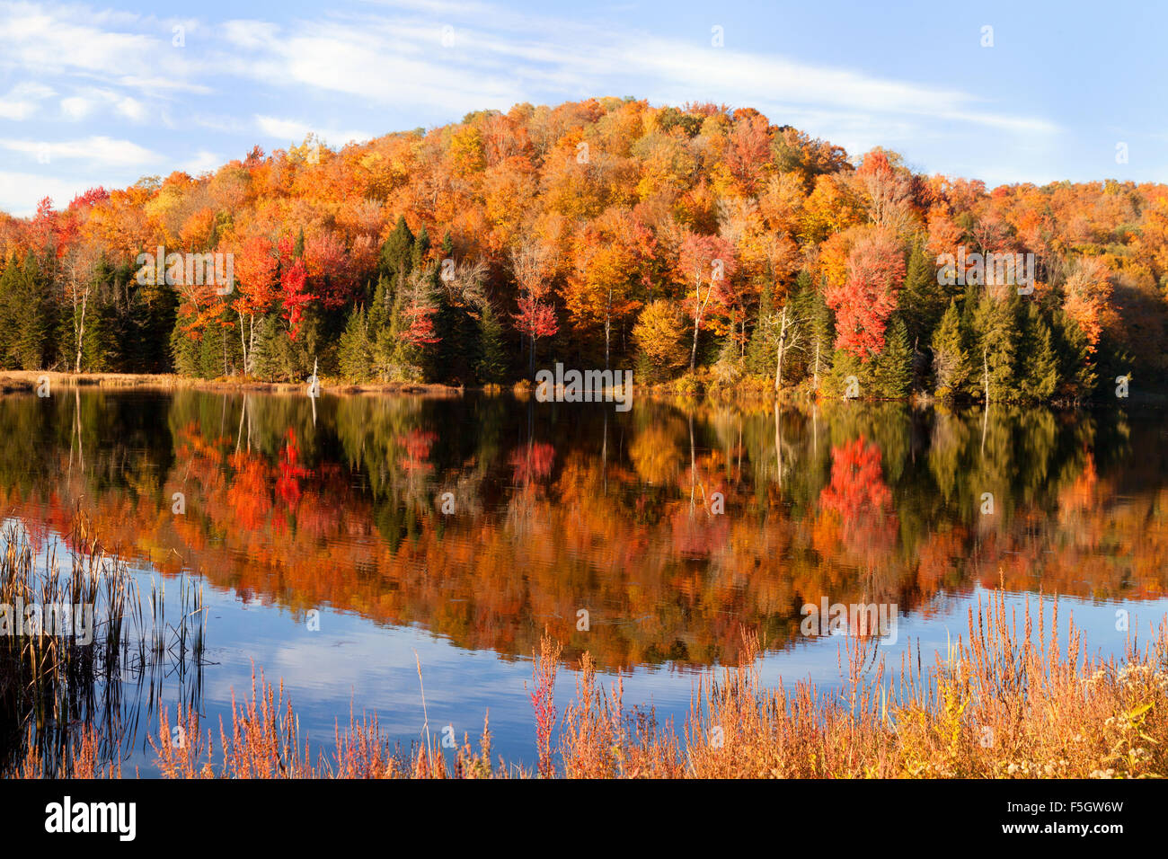 Autumn Tree colori in autunno, Belvedere lago di stagno, Vermont, New England USA Foto Stock