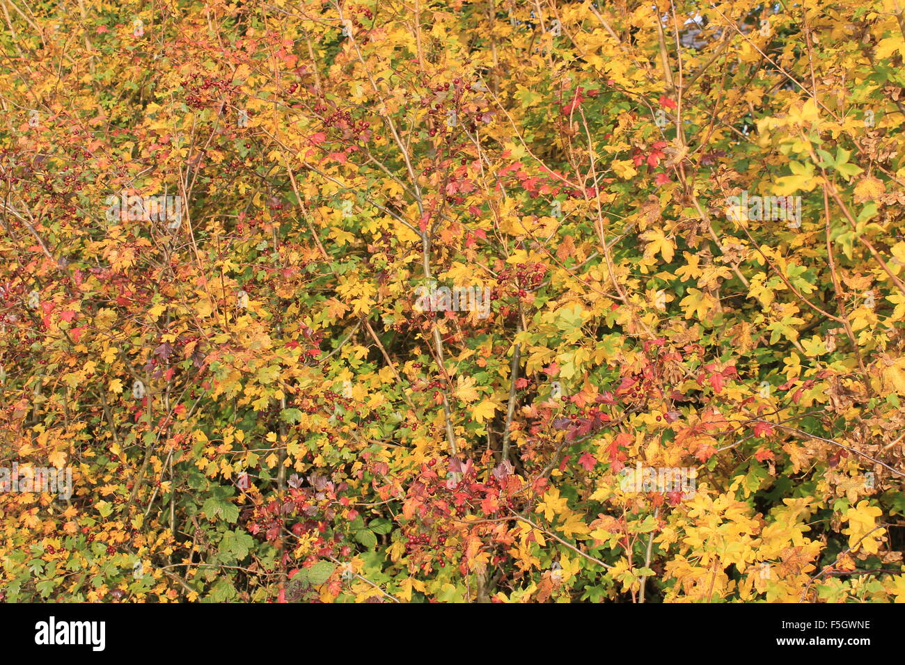 I colori dorati di una siepe inglese in autunno, Lakeside Country Park, Hampshire, Inghilterra, Regno Unito Foto Stock