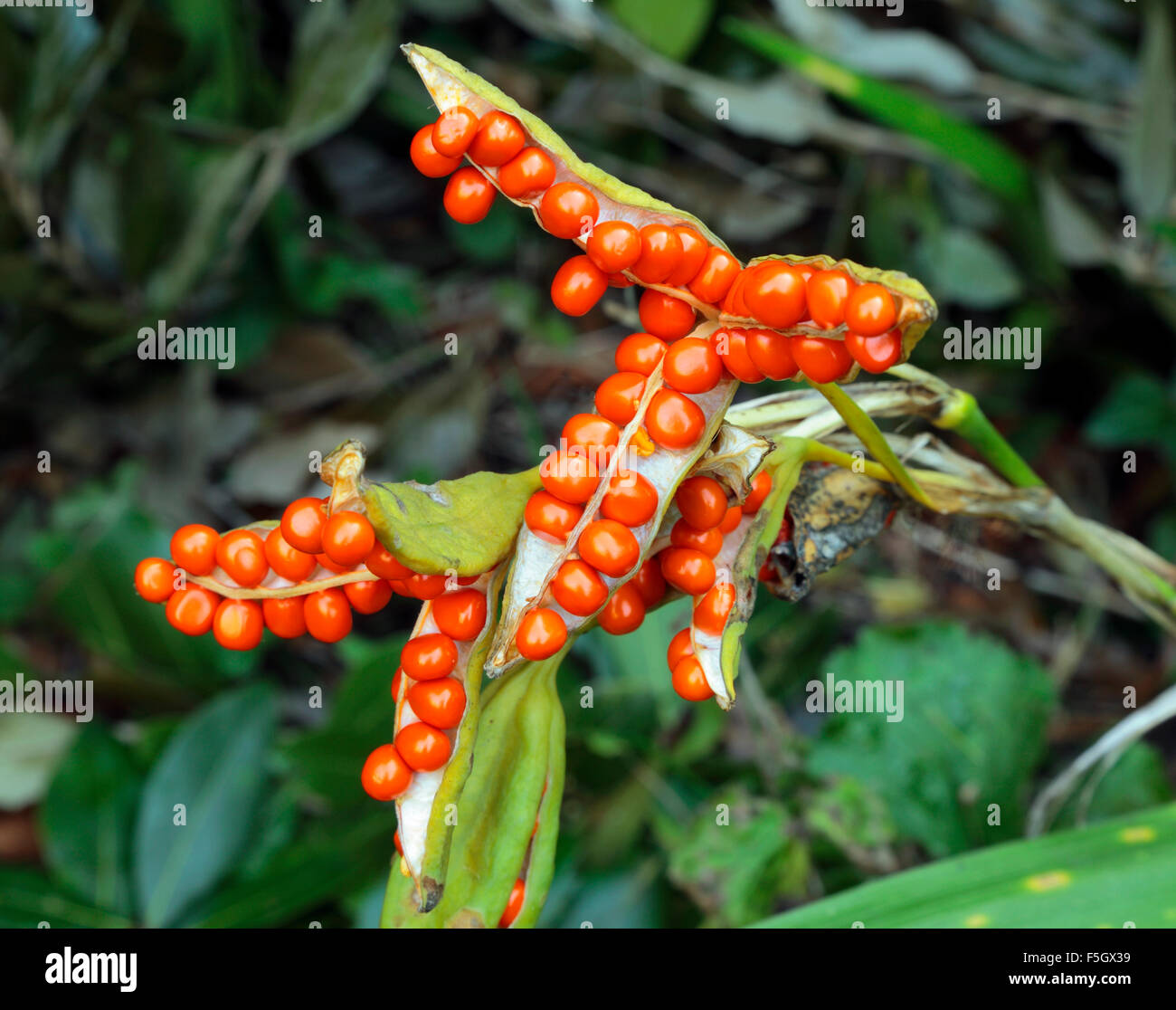 Iris foetidissima, bacche arancio, Iris puzzolente, Roast Beef impianto, Autunno berry, giardino di piante vegetali Foto Stock