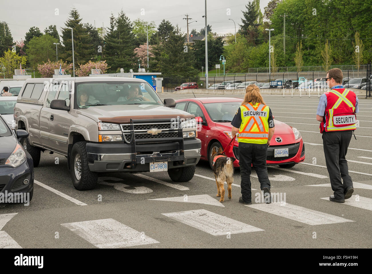 Esplosivi sniffing dog, Nanaimo Ferry Terminal, Nanaimo, British Columbia, Canada Foto Stock