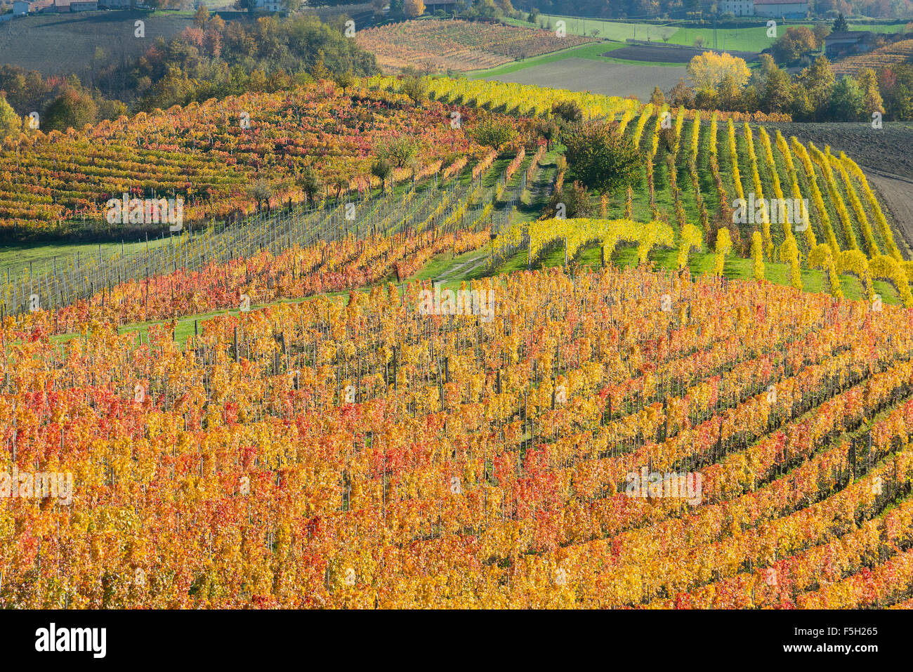 Il Piemonte, Italia, panorama di vigneti del Piemonte: Langhe-Roero e Monferrato nella lista del Patrimonio Mondiale dell'UNESCO. Foto Stock