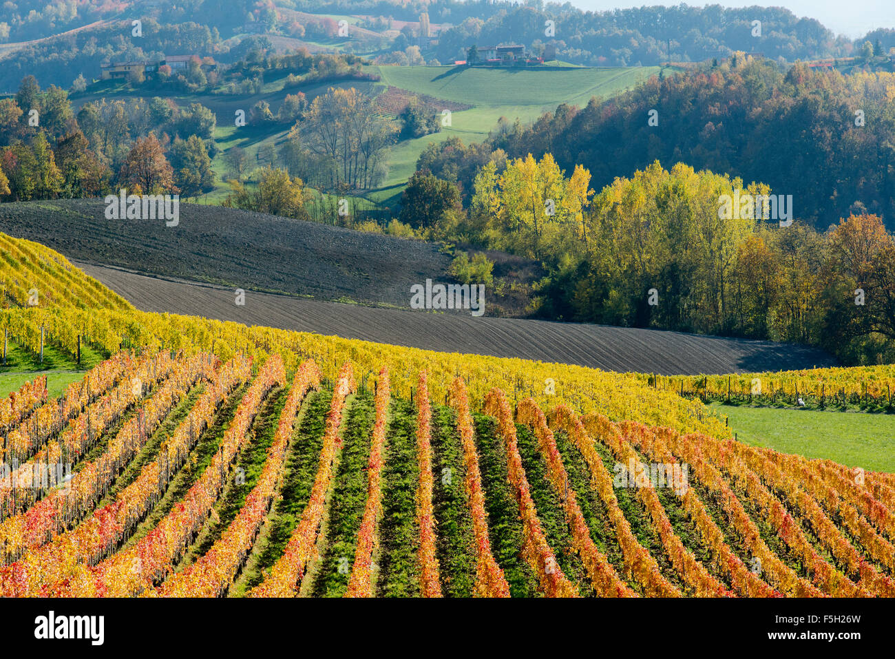 Il Piemonte, Italia, panorama di vigneti del Piemonte: Langhe-Roero e Monferrato nella lista del Patrimonio Mondiale dell'UNESCO. Foto Stock