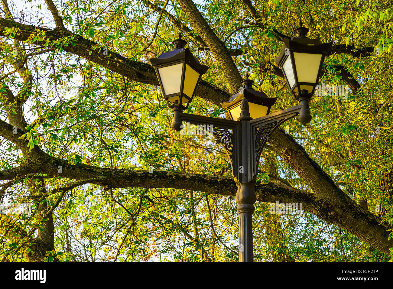 Le luci di strada sullo sfondo dei rami di alberi con foglie colorate Foto Stock