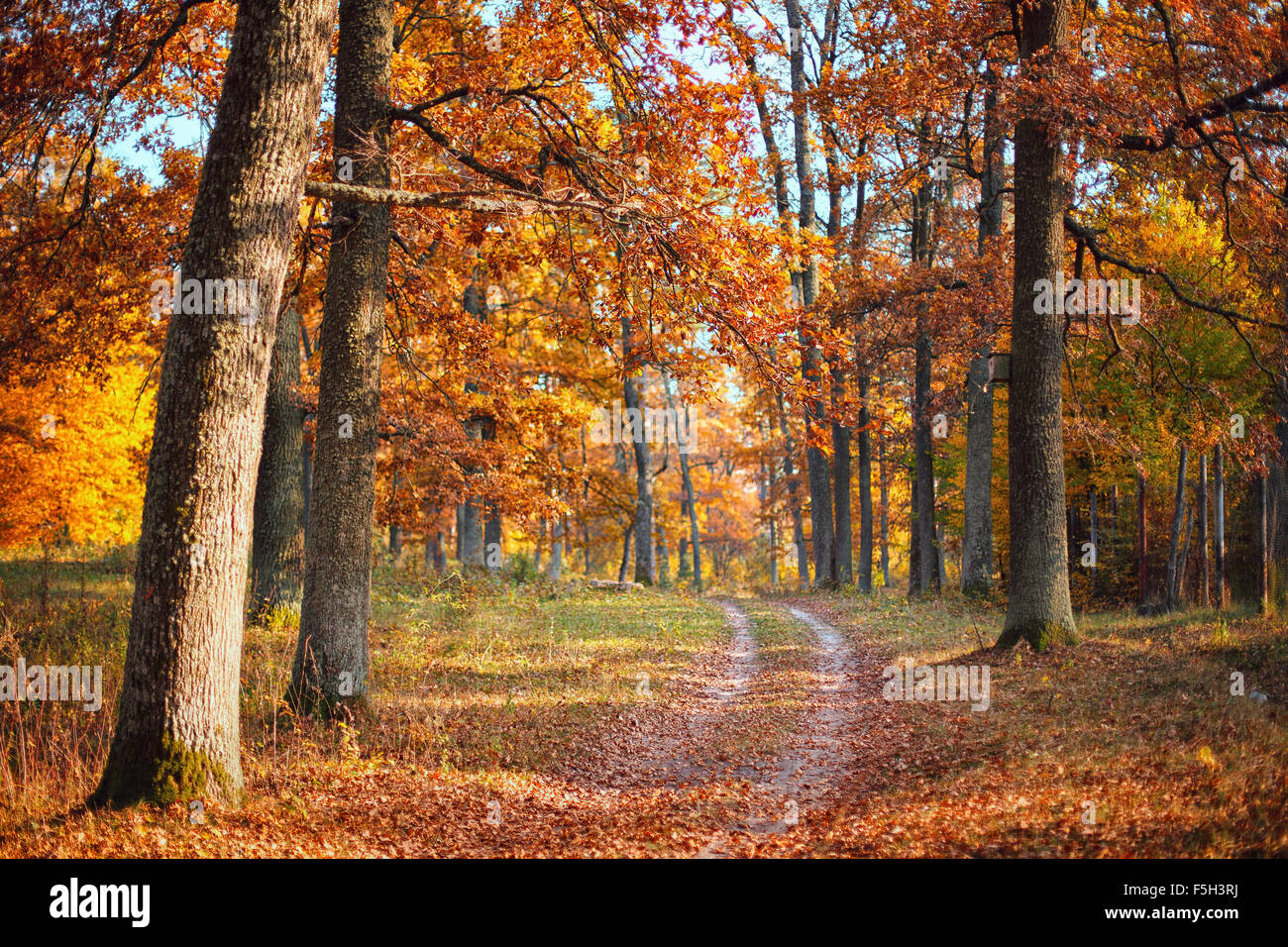 Autunno paesaggio forestale Foto Stock
