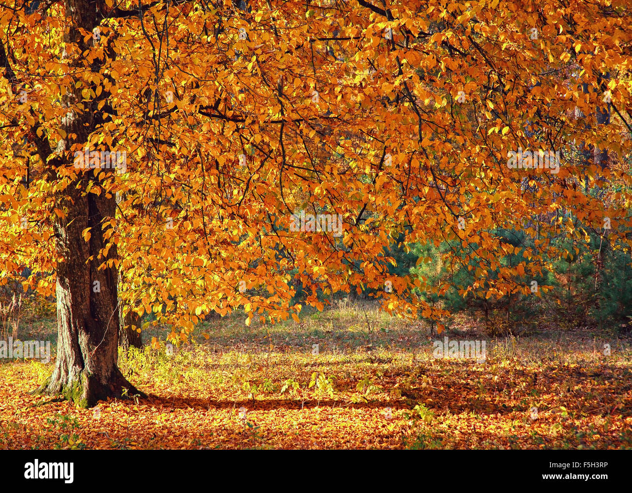 Autumn Tree nella foresta Foto Stock