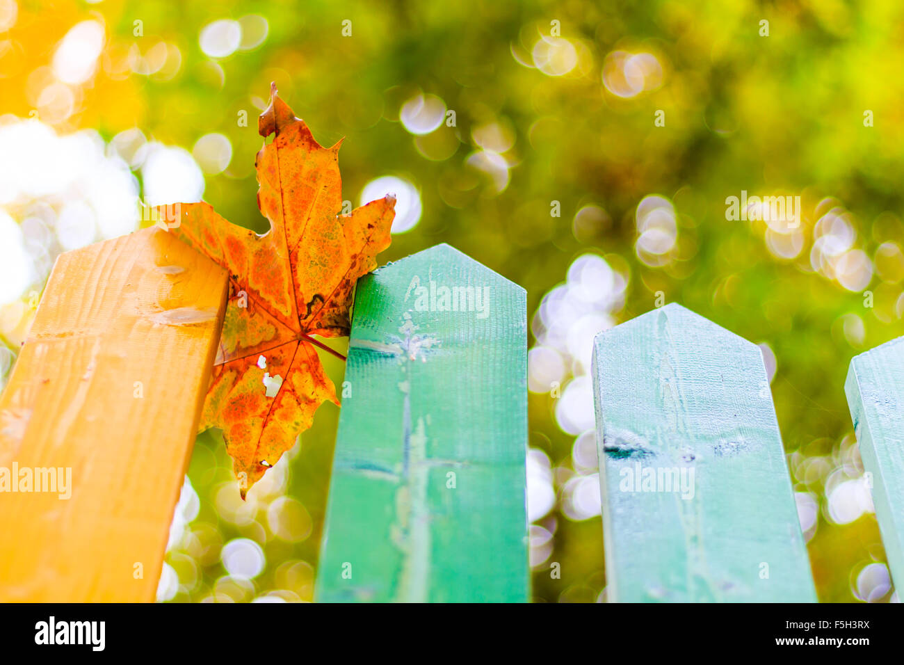 Colorato rainbow recinzione in legno in autunno, giardino sfondo, soft focus, la profondità di campo Foto Stock
