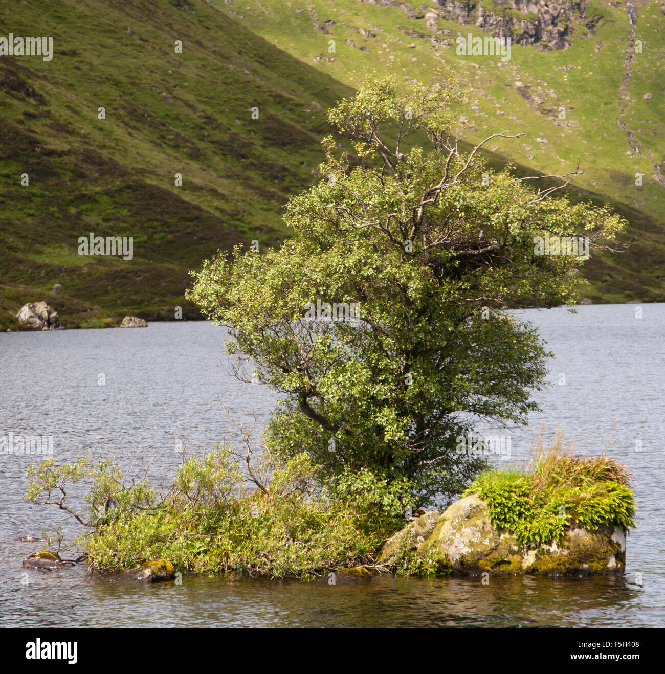 Isola sul Loch Skene, Dumfries and Galloway Foto Stock