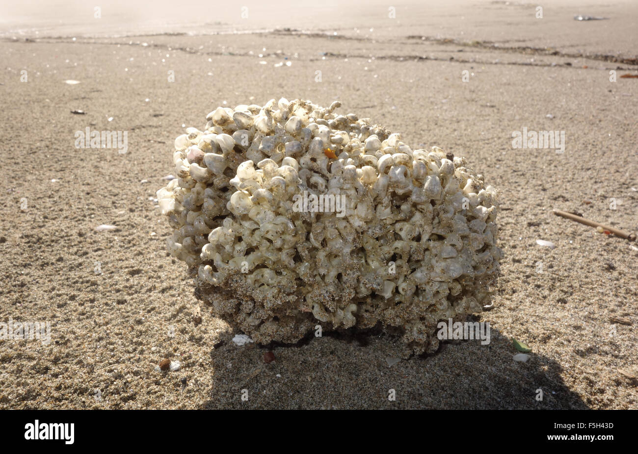 Mare mediterraneo spugna sulla costa italiana Foto Stock