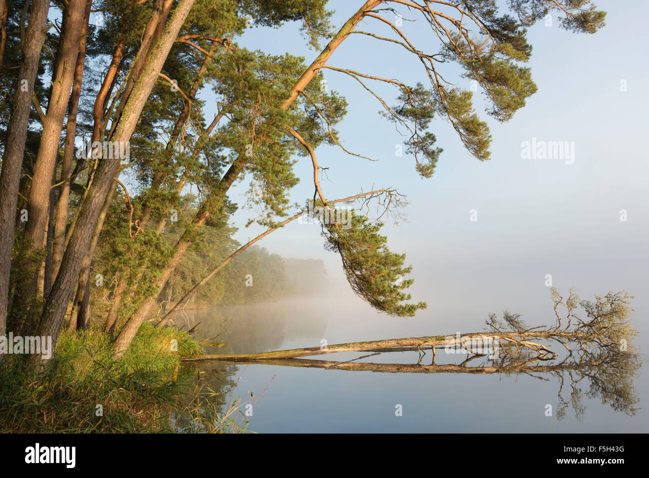 Alberi sulle sponde del Loch eventualmente cadere in acqua come la banca viene erosa Foto Stock