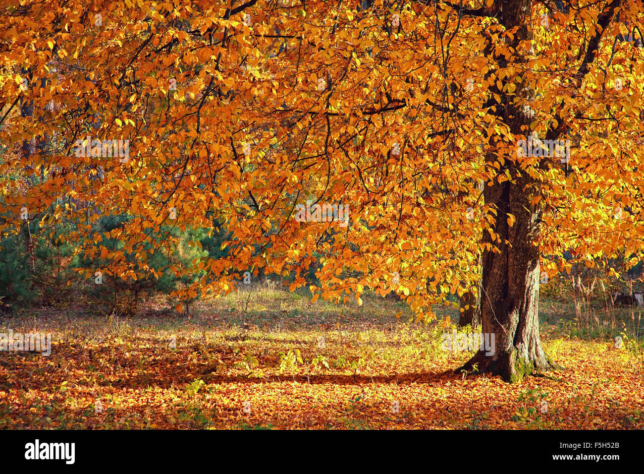 Autumn Tree nella foresta Foto Stock