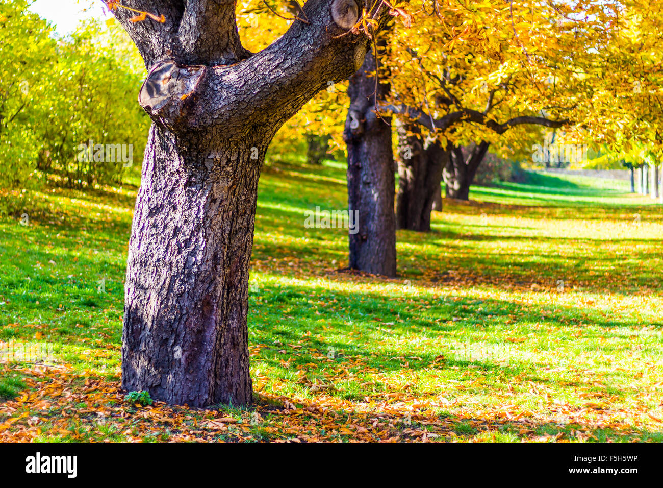 In autunno gli alberi nei giardini di Vysehrad a Praga, Repubblica Ceca Foto Stock