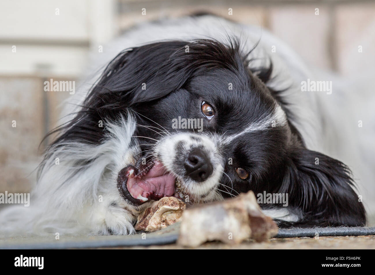 Felice cane mangiare/osso da masticare al di fuori di una casa. Foto Stock