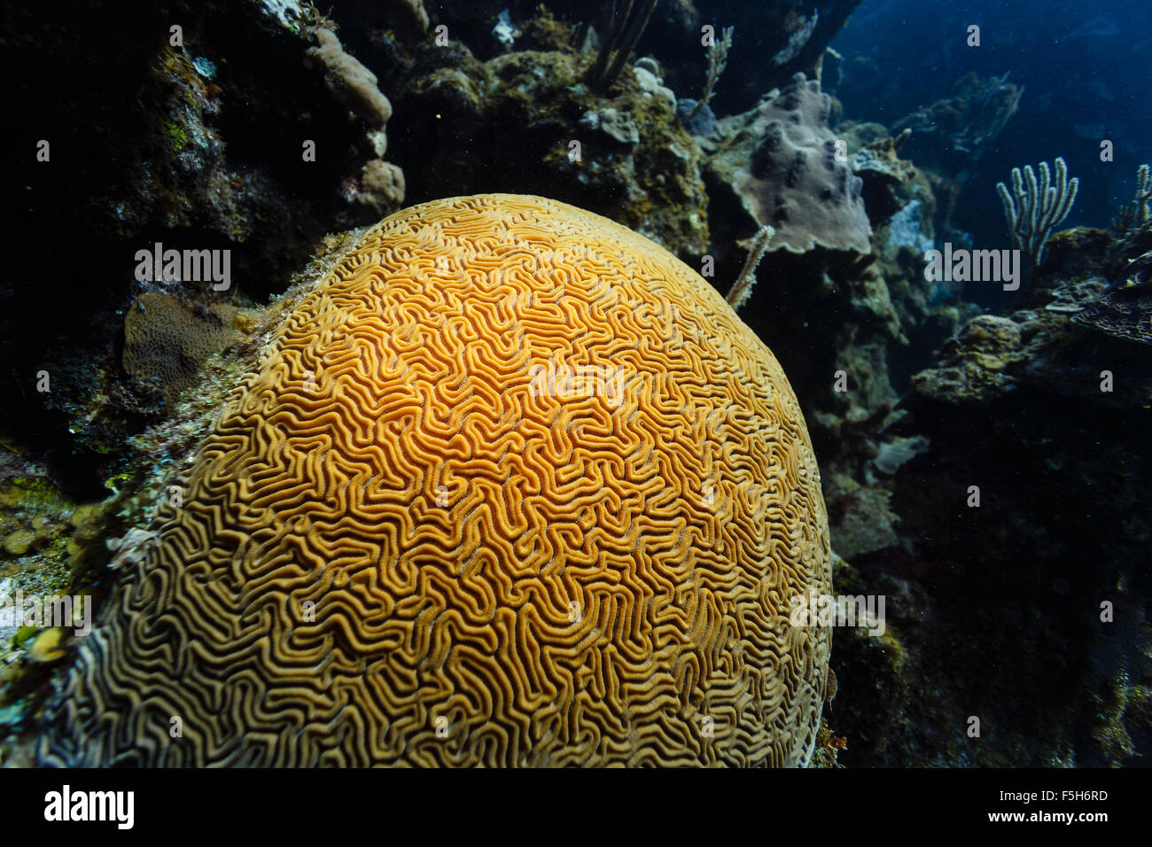 Close-up di un tumulo di corallo del cervello in crescita sulla barriera corallina al largo della costa di Honduras Foto Stock