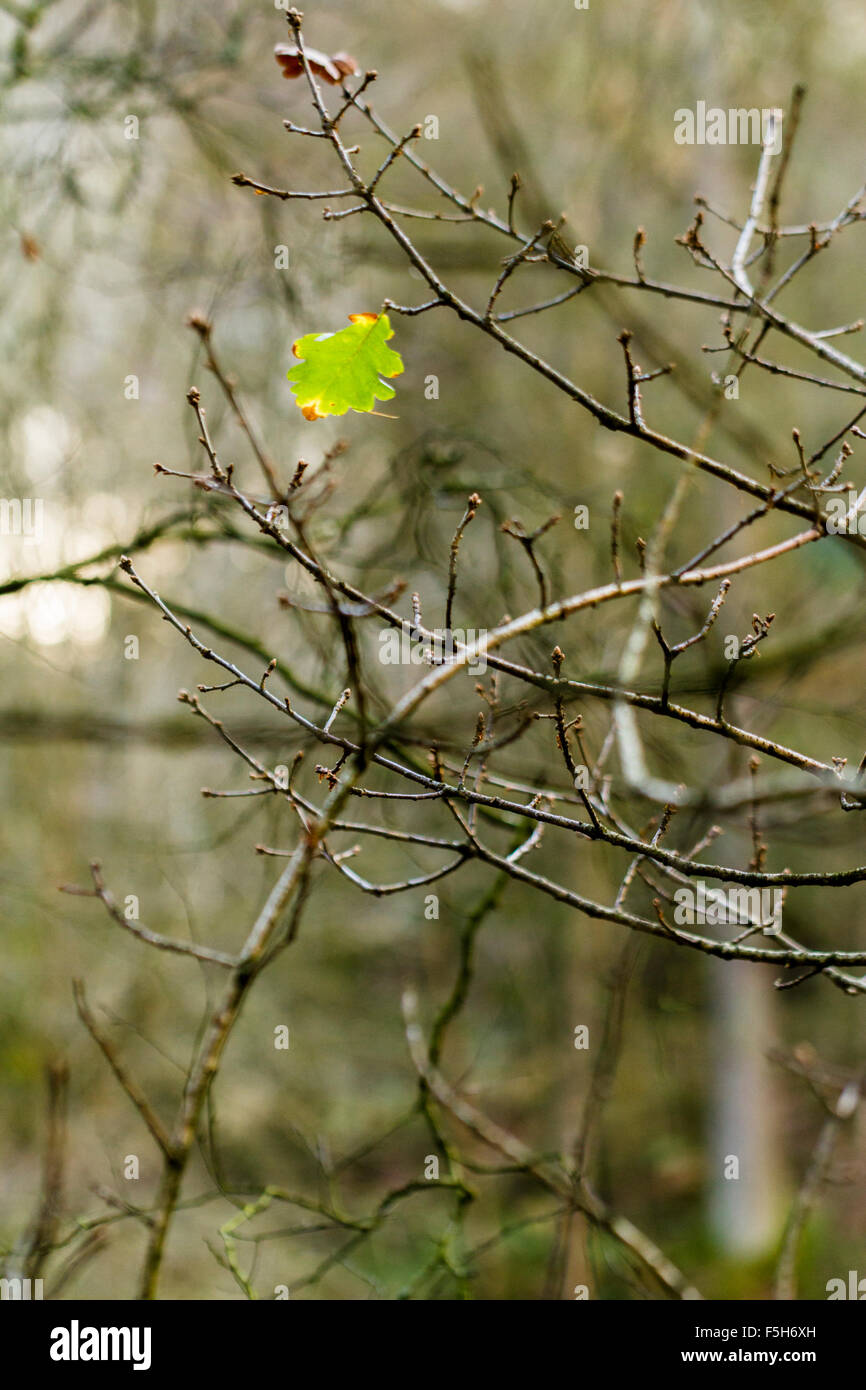 Unica foglia a sinistra su albero in inverno Foto Stock