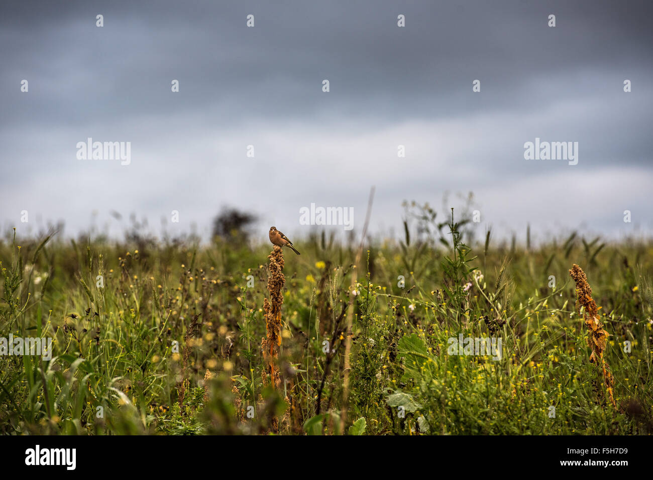 South Downs, vicino a Brighton, East Sussex, Regno Unito. 4 Novembre, 2015. Un fringuello poggia su un seedhead in un prato di fiori selvaggi vicino al Chattri sulla South Downs vicino a Patch. Foto ©Julia Claxton Credito: Julia Claxton/Alamy Live News Foto Stock