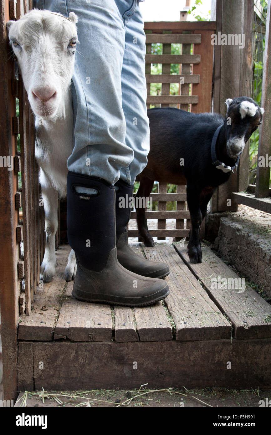Close-up vista laterale di persona per le gambe con scarponi con due capre sui gradini in legno Foto Stock
