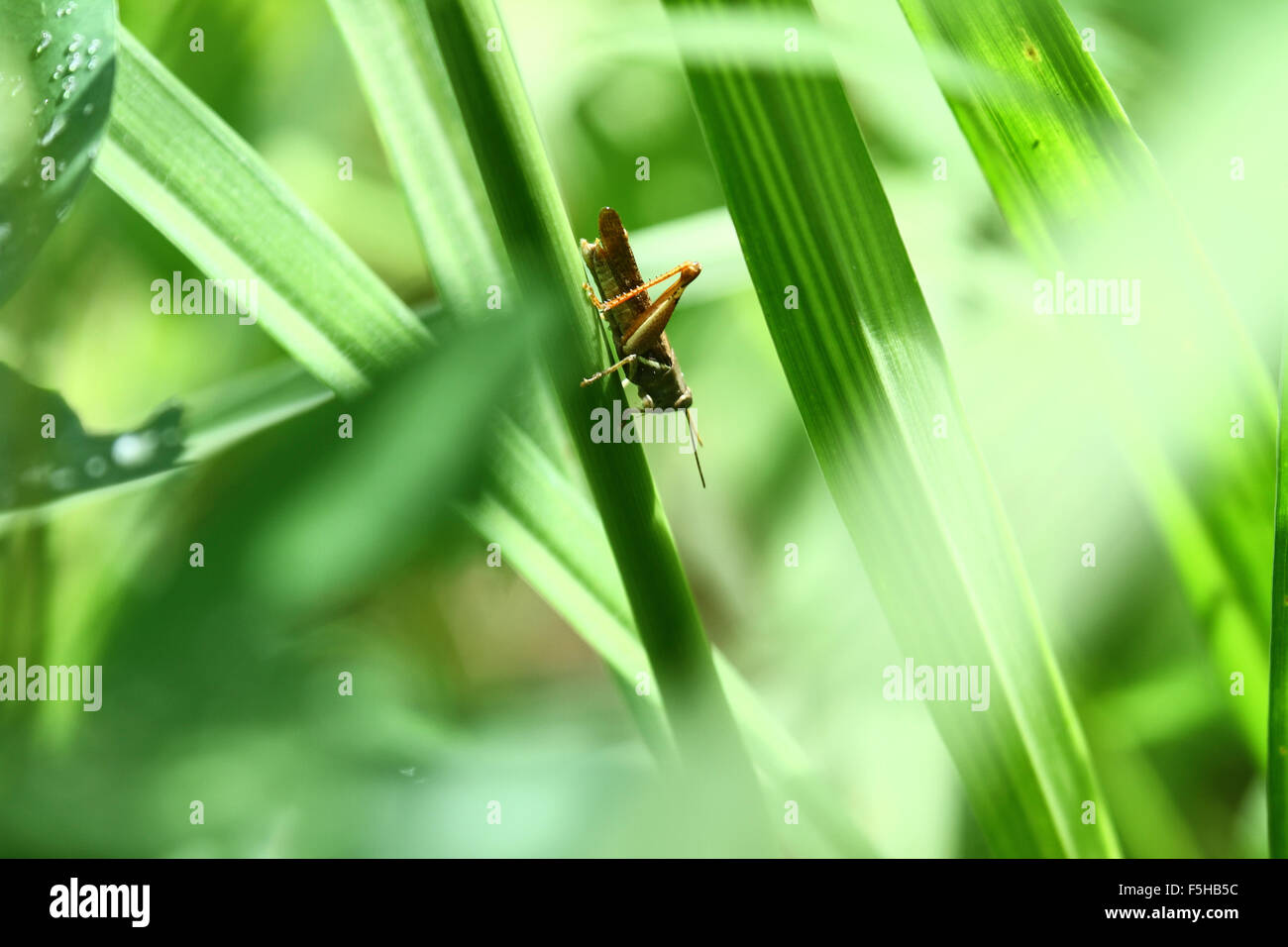 Grasshopper in sfondo verde Foto Stock